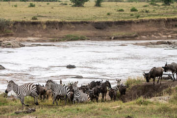 Wildebeest and zebra crossing Mara River during Great Migration, Serengeti, Tanzania, Masai Mara, Kenya