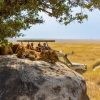 Big Five in The Mara