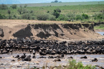 Migration Safari