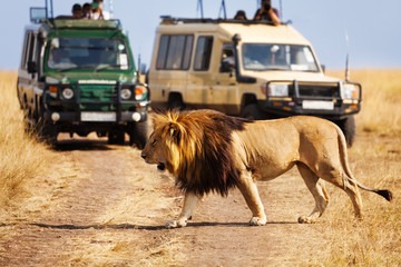 Trip to the masai mara